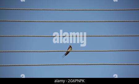 Barn swallow, Hirundo rustica in Latin, sits on electric wires against blue sky Stock Photo