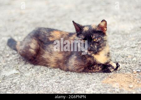 the tortoiseshell cat lies on the ground and rests Stock Photo