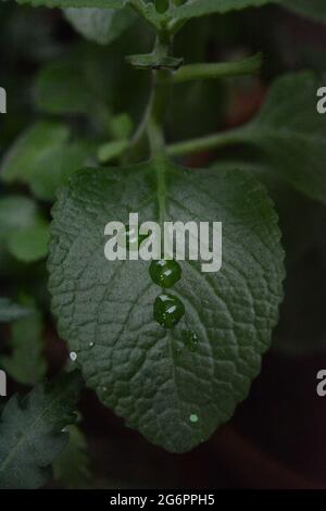 Dew Drops on Green Leaf in early morning Stock Photo