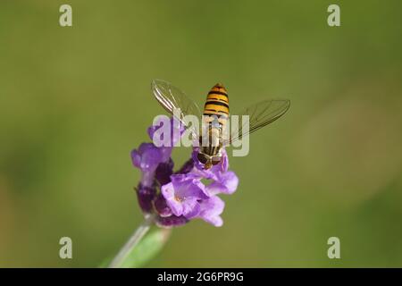 Female marmalade fly (Episyrphus balteatus), family hoverflies (Syrphidae) on a flower of lavender (Lavandula angustifolia hidcote), family Lamiaceae. Stock Photo