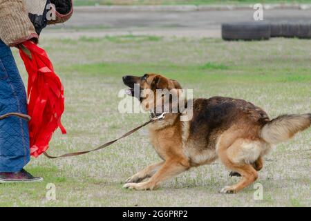 Guard dog training. Step 1. Figurant and German shepherd dog. Pet attacks  person in special protective clothing. Service dog training. Side View. Ser Stock Photo