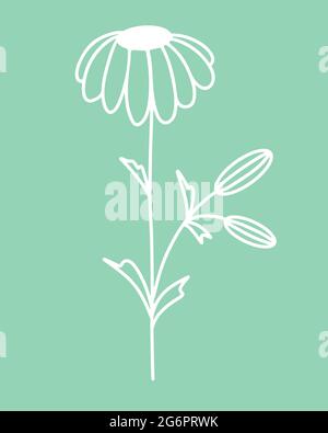 Chamomile flower silhouette, vector. Illustration of a flower on a stem. Simple botanical white element. Hand drawing, contour. Stock Vector