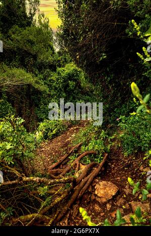 A path in the woods on an early morning rainy day. Stock Photo