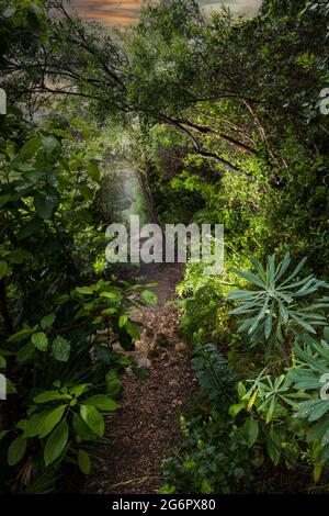 A path in the woods on an early morning rainy day. Stock Photo