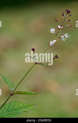 Enchanter's-nightshade - Circaea lutetiana, Flower stem with leaves * buds Stock Photo