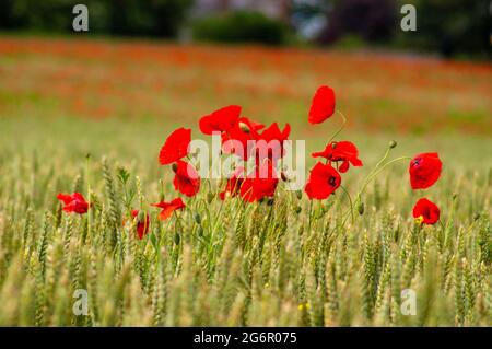 Field of growing wheat and Common poppy flower gleaming under the sun ...