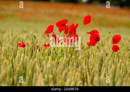 Field of growing wheat and Common poppy flower gleaming under the sun ...