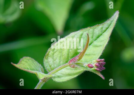 Enchanter's-nightshade - Circaea lutetiana, closeup of flower buds & leaves Stock Photo