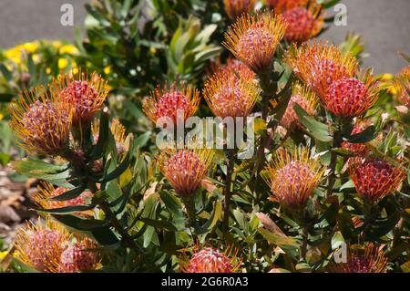 Sydney Australia, red flowering leucospermum x cuneiforme 'rigoletto' bush native to south africa Stock Photo