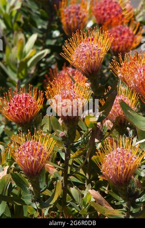 Sydney Australia, red flowering leucospermum x cuneiforme 'rigoletto' bush native to south africa Stock Photo