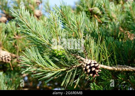 Scots Pine - Pinus sylvestris, cones on tree Stock Photo