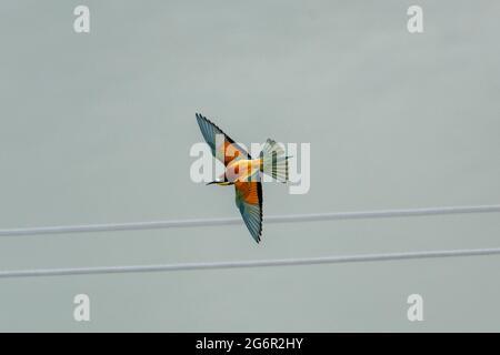 merops apiaster in flight Stock Photo
