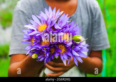Close up water lily flower on boy's hand. Asian purple and white lotus. Close up purple lotus or water lily flower for wallpaper. Stock Photo