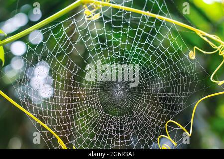 Dew drops on spider web (cobweb) closeup with green background for wallpaper. Stock Photo
