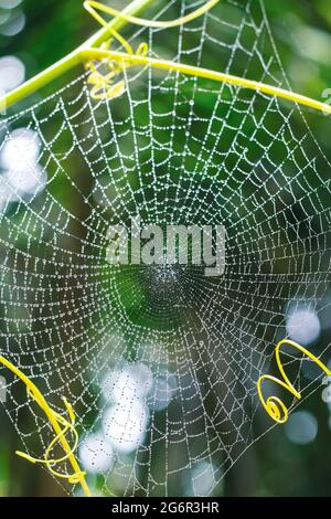Dew drops on spider web (cobweb) closeup with green background for wallpaper. Stock Photo