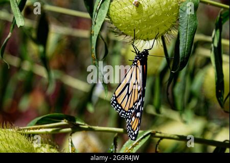 A monarch butterfly is hanging upside down on the seed pod of a milkweed plant