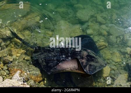 A short tailed black stingray has come into the shallows, one of its wings is out of the water Stock Photo