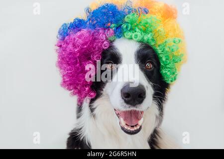 Cute puppy dog with funny face border collie wearing colorful curly clown wig isolated on white background. Funny dog portrait in clown costume in Stock Photo