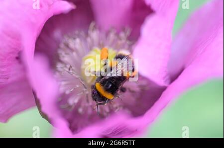 Wimbledon, London, UK. 8 July 2021. Bumblebee collects nectar inside a purple Oriental poppy flower, Papaver somniferum, in warm sun. Credit: Malcolm Park/Ģ����ý Live News. Stock Photo