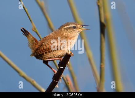 Wren  tiny British Bird  perched on twig with beak open. Stock Photo