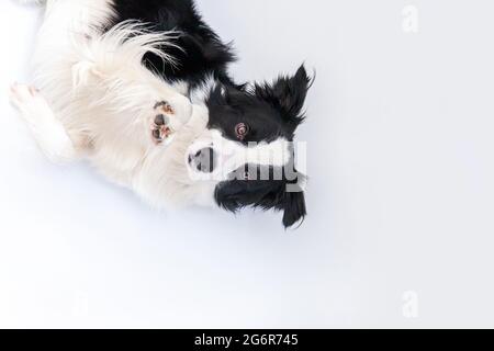 Funny portrait of cute smiling puppy dog border collie lying down isolated on white background. Pet dog with funny face looking at camera and waiting Stock Photo