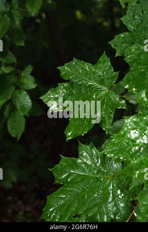 Close-up green wet leaves in a forest after rain. Natural park Stock Photo