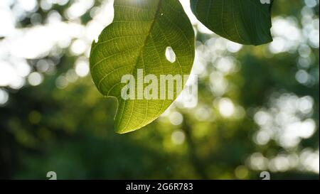 Bonn Germany June 2021 Leaves of a walnut tree against green nature in sunlight Stock Photo