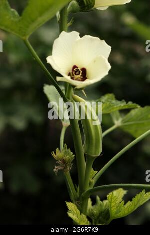 Lady Fingers or Okra vegetable on plant in farm in India. Stock Photo
