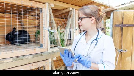 Veterinarian woman with tablet computer checking animal health status on barn ranch background. Vet doctor check up rabbit in natural eco farm. Animal Stock Photo