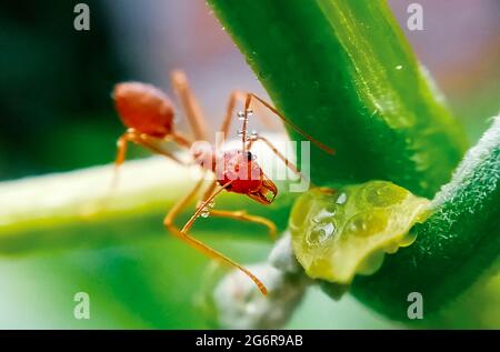 Red ant collecting sweet nectar on plant with green background. Macro insect of nature. Stock Photo
