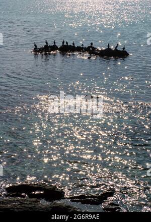 Groups of cormorants and seagulls on the rocks of the Mijas coastline Stock Photo