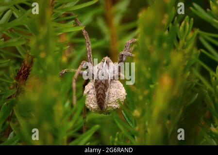 Pregnant Nursery Web Spider in a heather plant Stock Photo