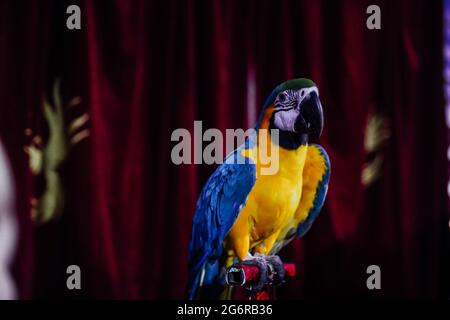 Multi-colored parrot macaw sits against a backdrop of red cloth