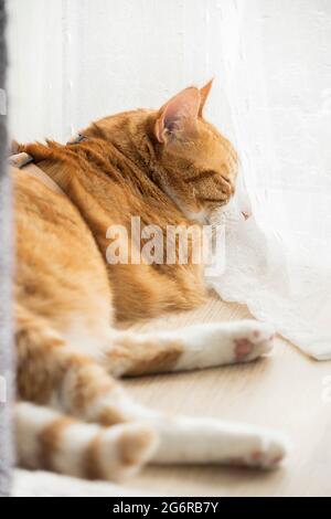 Ginger cat resting on floor in home environment. Stock Photo
