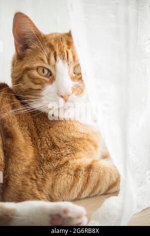 Ginger cat resting on floor in home environment. Stock Photo