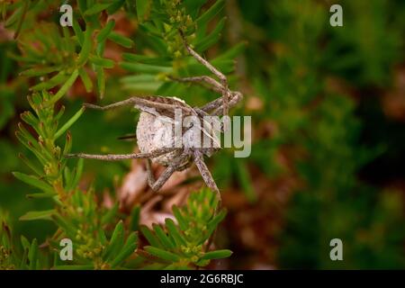 Pregnant Nursery Web Spider in a heather plant Stock Photo