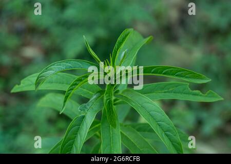 The wild medicinal plants, also called medicinal herbs such as Aloe, Tulsi, Neem, Turmeric and Ginger cure several common ailments Stock Photo