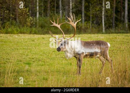 Gorgeous big male reindeer (Rangifer tarandus) standing alone on autumnal grassland Stock Photo