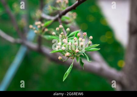 Pink apple blossoms and buds blooming close up. Buds with green leaves. Macro photography shoot with soft bokeh effect. Stock Photo
