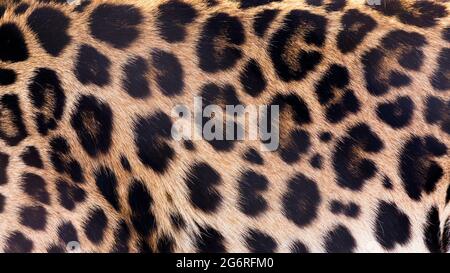 Close-up background texture of leopard fur spots Stock Photo