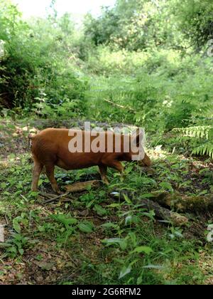 A free range pig in undergrowth used to naturally manage the low intensity rewilding landscape of the Knepp Estate in West Sussex England UK 2021 Stock Photo