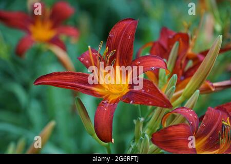 Colorful, scarlet, crimson, red lillie flowers are in full bloom in the natural garden on green leaves background. Drops of water on the petals. Selec Stock Photo