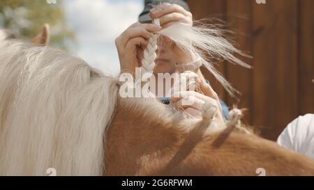 Close-up view of girls hands braiding blonde mane of a Palomino horse. Beautiful light brown horse mane being done in a braid. Sunlight hitting the horse coat. Preparing the horse for the competition.  Stock Photo
