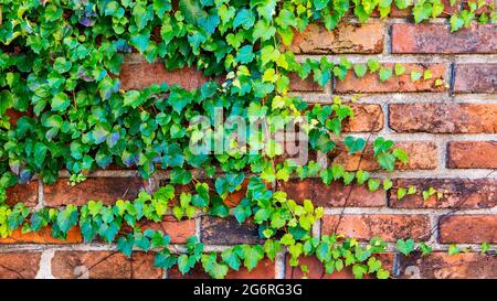 ivy growing on a brick wall background texture Stock Photo