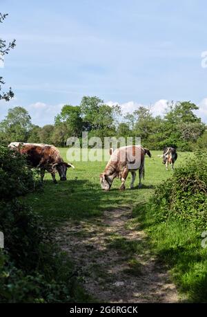English Longhorn Cattle livestock used to naturally manage the low intensity rewilding landscape of the Knepp Estate in West Sussex England UK 2021 Stock Photo