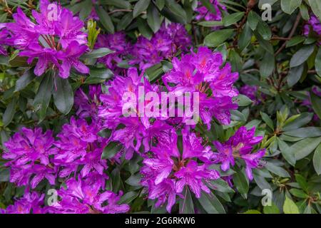 beautiful purple rhododendrons the national flower of nepal Stock Photo