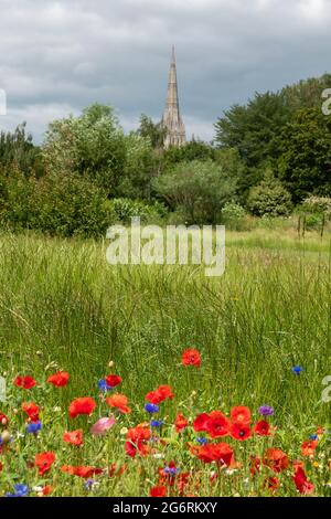 beautiful bright red poppies with a spire of Salisbury cathedral in the background Stock Photo