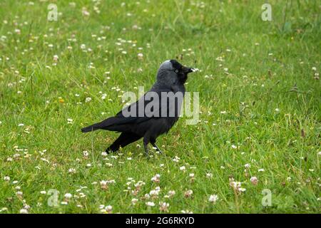 the jackdaw a small black crow with a distinctive silvery sheen to the back of its head standing in a meadow of clover Stock Photo