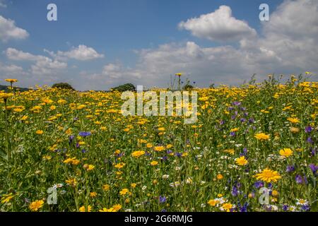 field of beautiful wild flowers on a summers day Stock Photo
