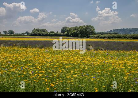 Title	 beautiful wild flowers on a summers day Stock Photo